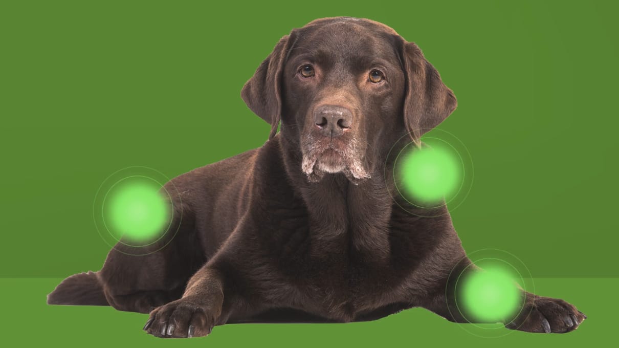 Medinatura-T-Relief-Pet-Arthritis-Series-Video-Description