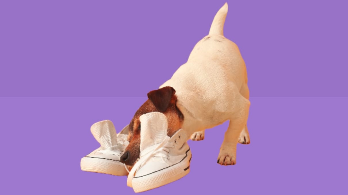 Medinatura-T-Relief-Pet-Calming-Series-Video-Description