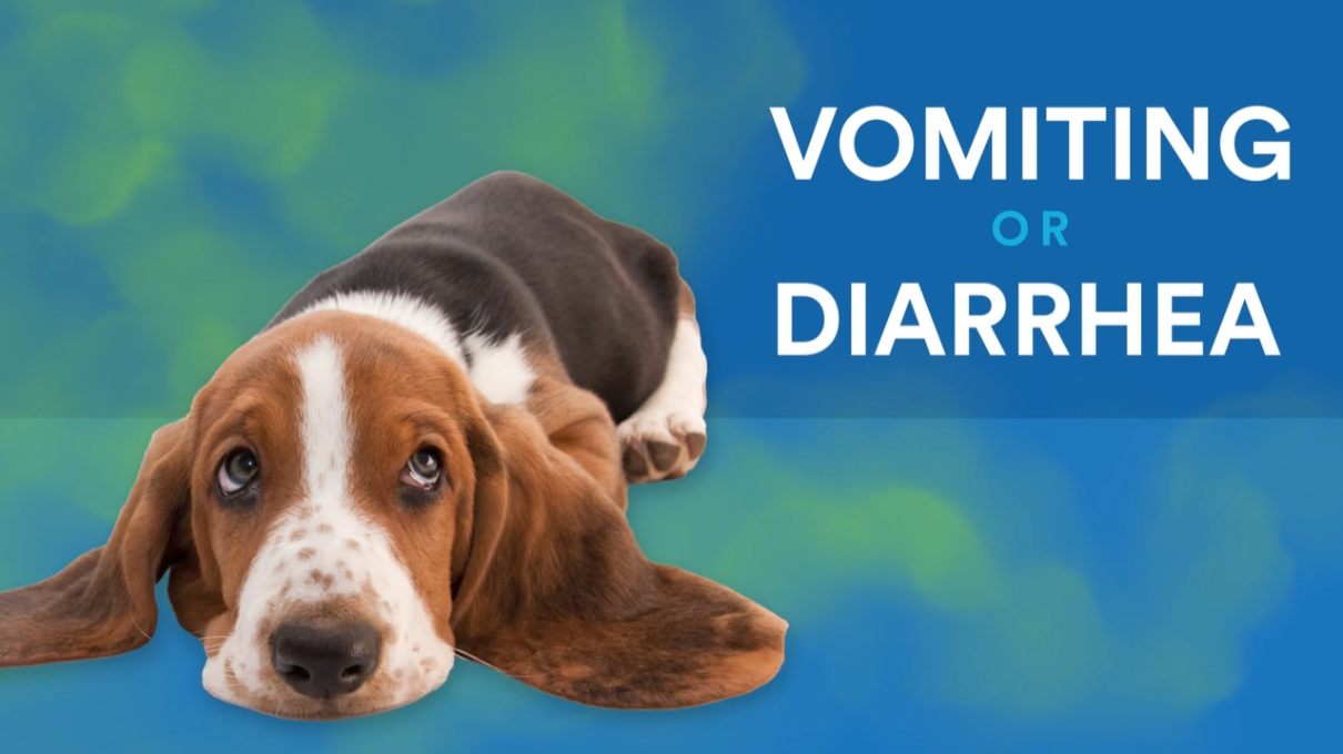 Medinatura-T-Relief-Pet-Digestive-Series-Video-Description