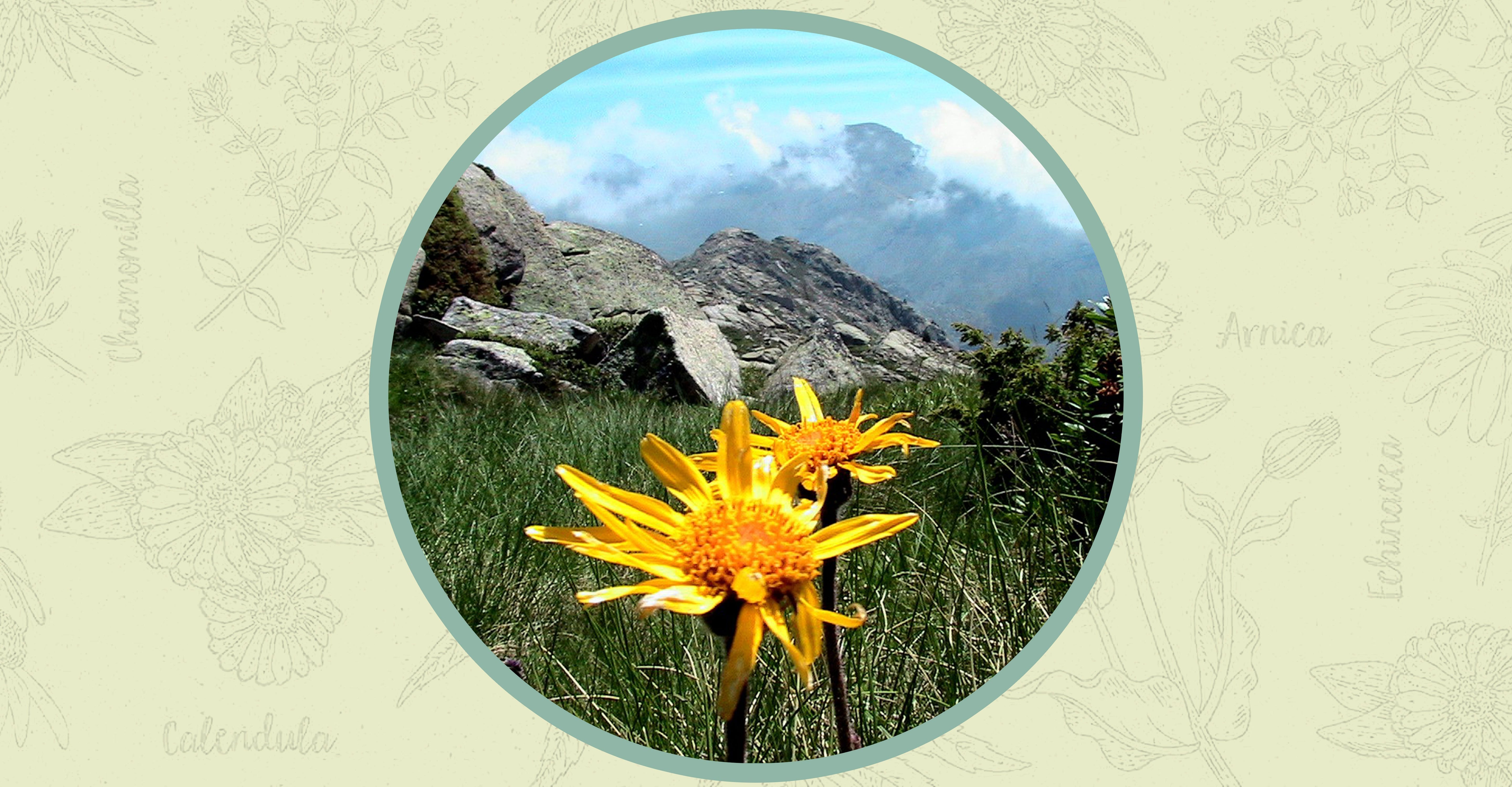 Does Arnica Really Work?