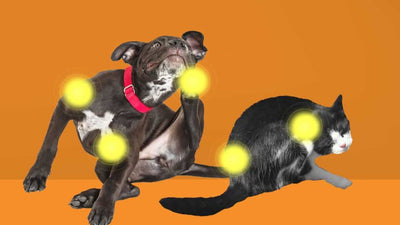 Medinatura-T-Relief-Pet-Allergy-Series-Video-Description